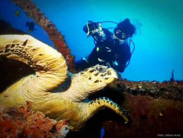 Diving in Porto de Galinhas sighting sea turtle